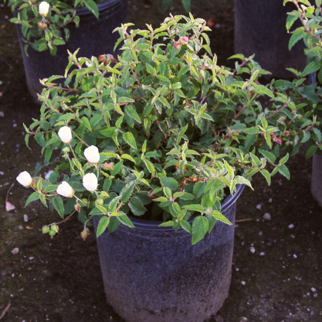 Cistus corbariensis