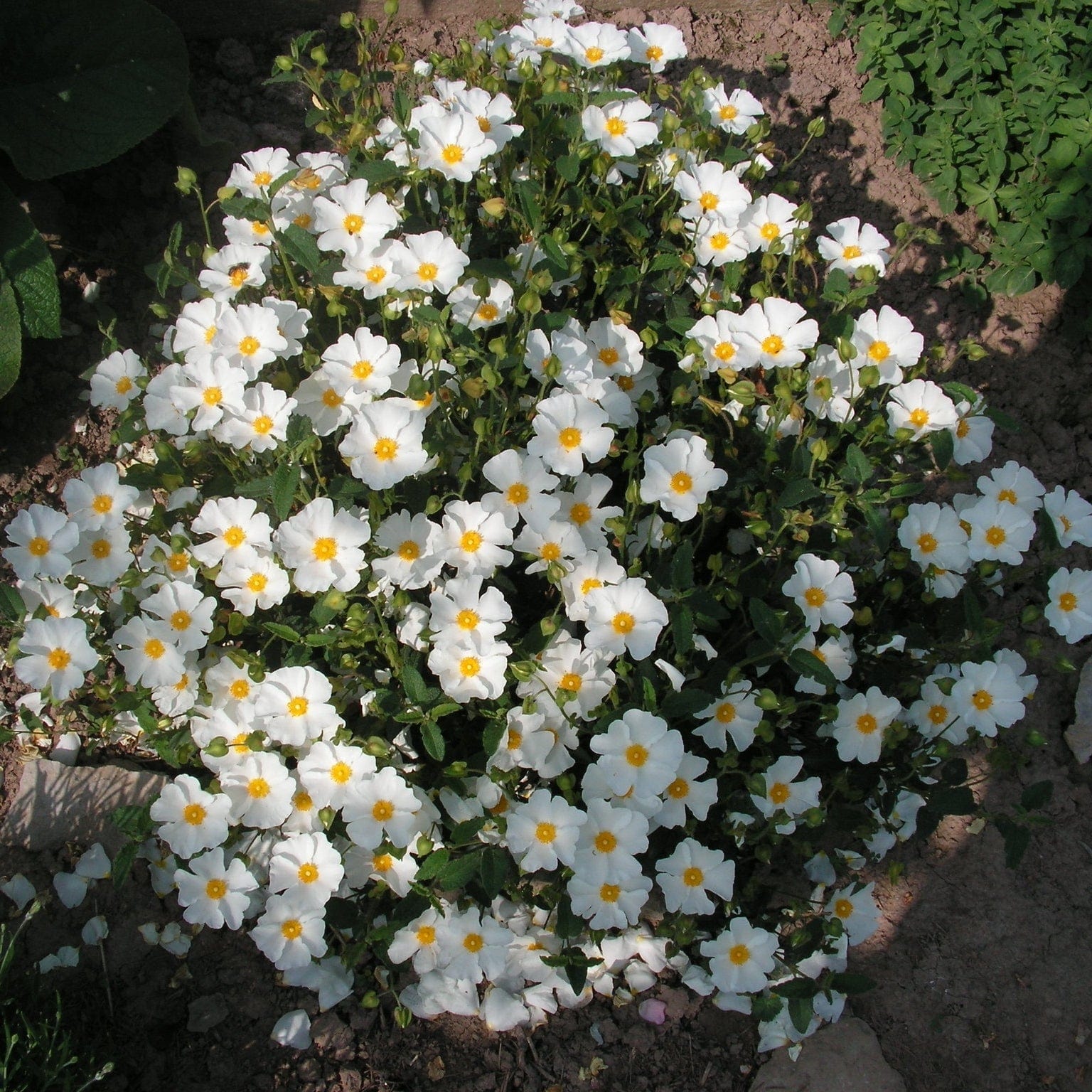 Cistus corbariensis