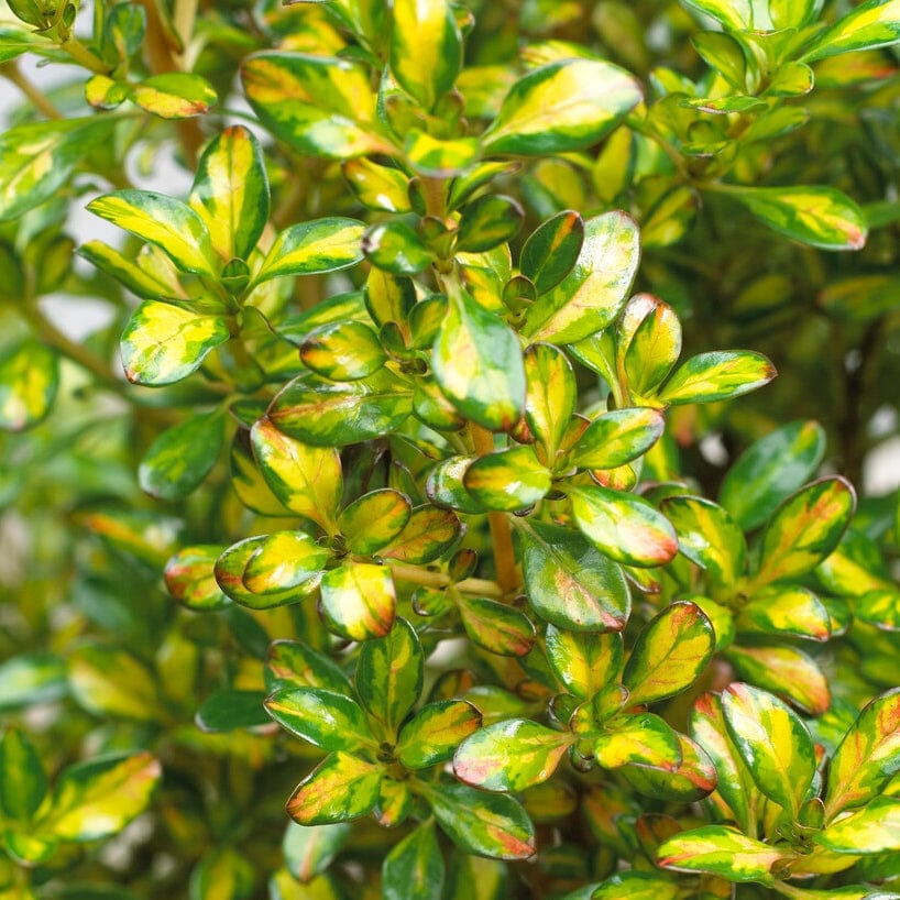 Coprosma 'Lemon & Lime'