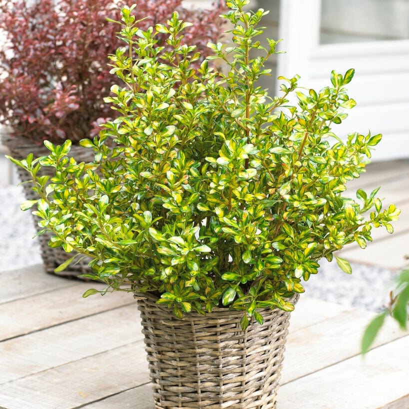 Coprosma 'Lemon & Lime'