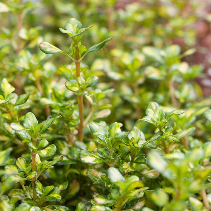 Coprosma 'Lemon & Lime'