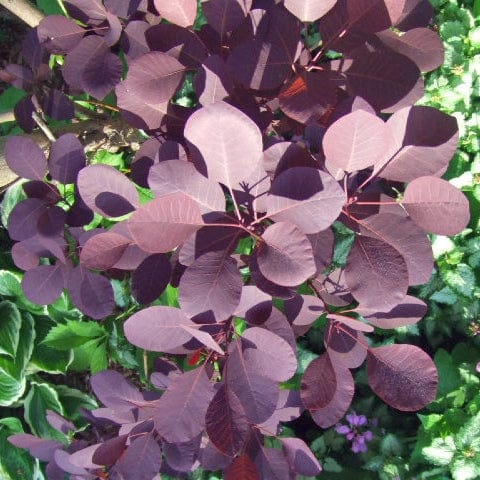 Smoke Tree