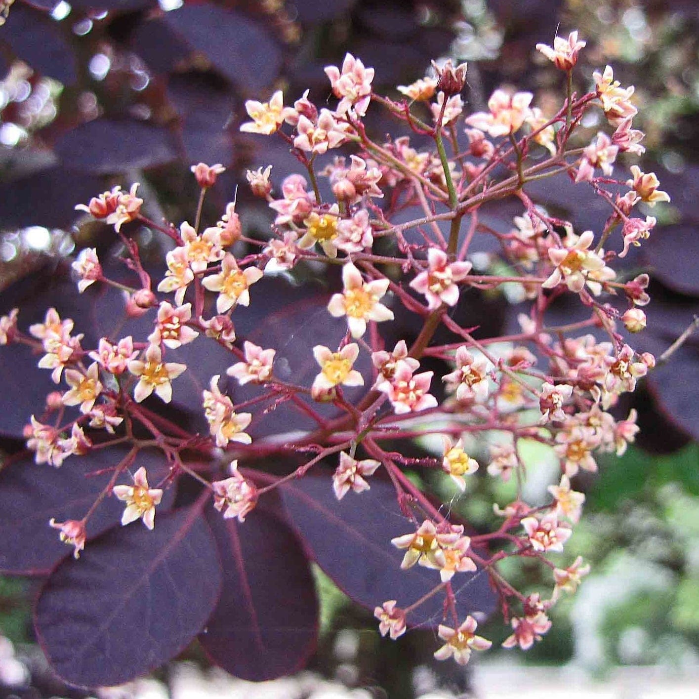 Smoke Tree