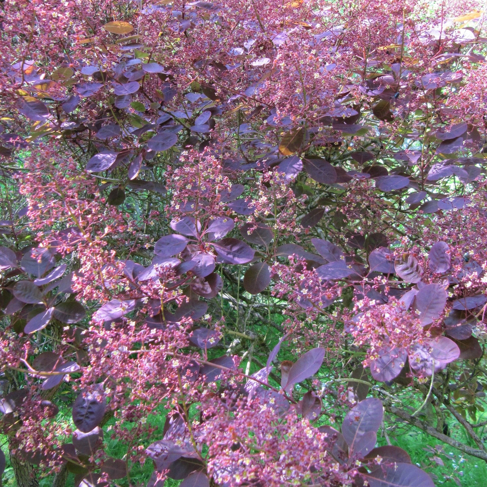 Smoke Tree