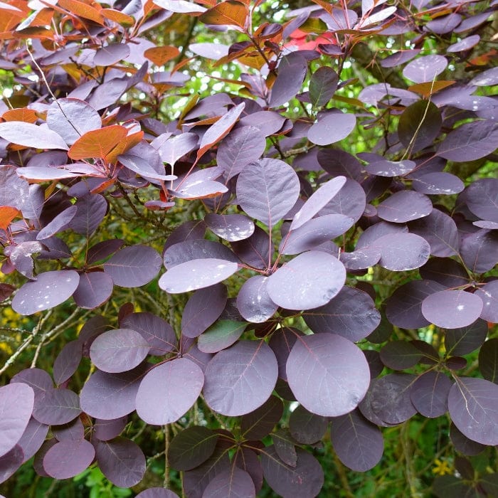 Smoke Tree