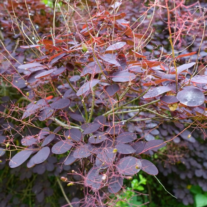 Smoke Tree