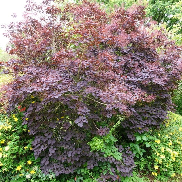 Smoke Tree