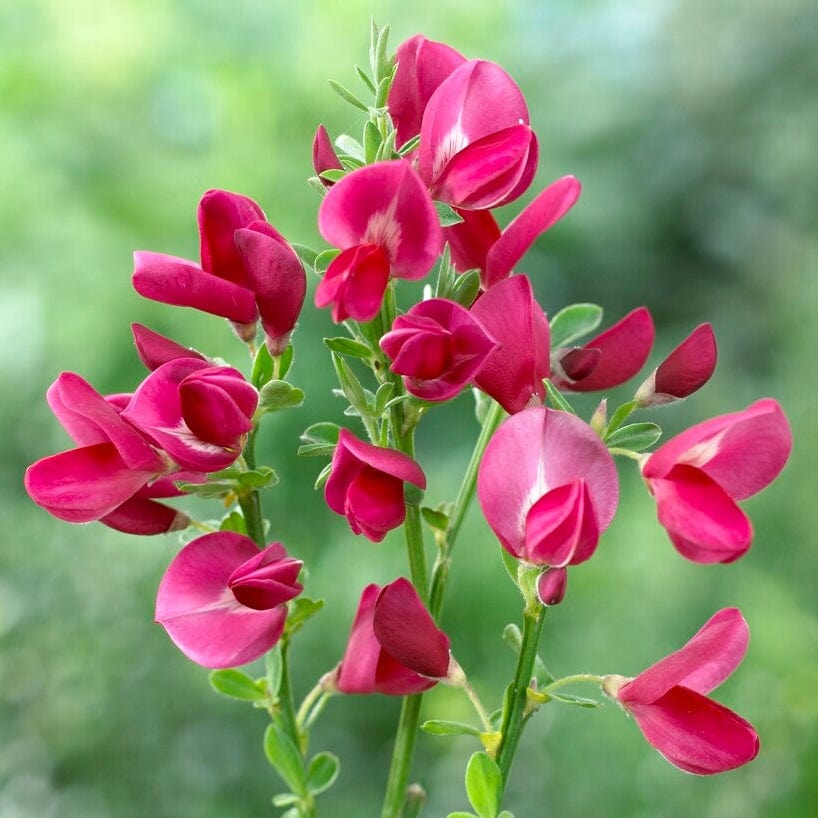 Cytisus 'Boskoop Ruby'