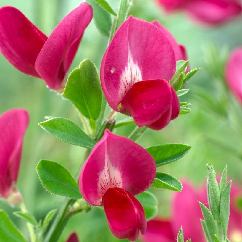 Cytisus 'Boskoop Ruby'