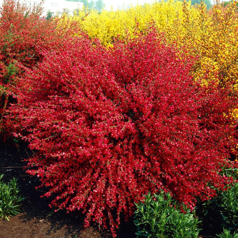 Cytisus 'Boskoop Ruby'