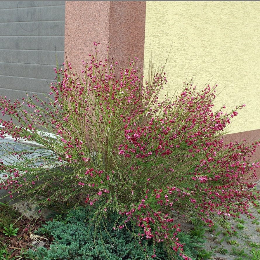 Cytisus 'Boskoop Ruby'