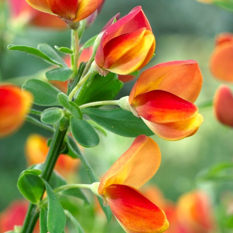 Cytisus 'Lena'