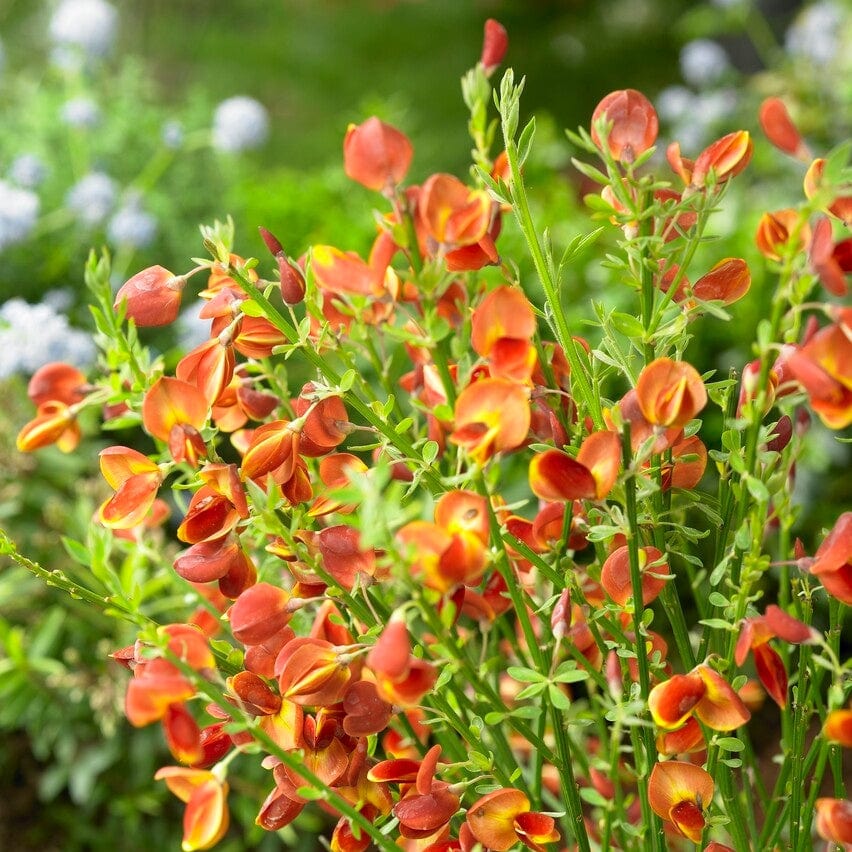 Cytisus 'Lena'