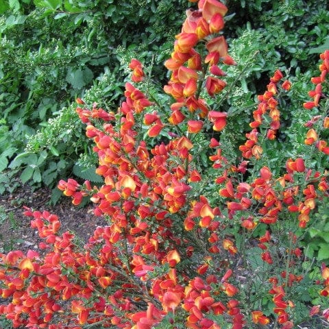 Cytisus 'Lena'