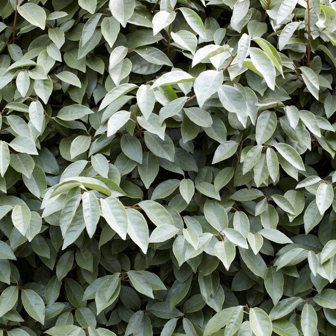 Best Flowering Evergreen Shrubs