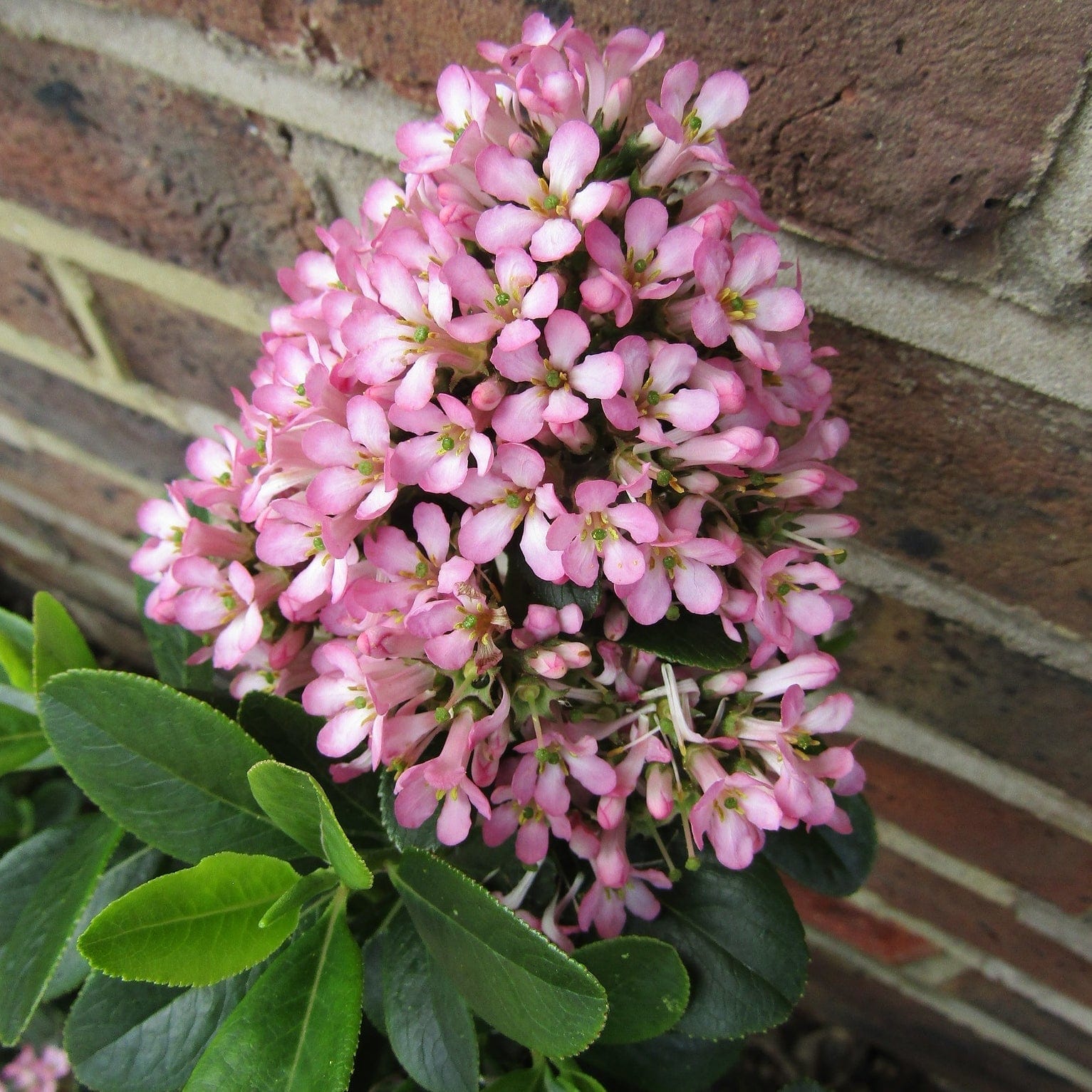 Escallonia 'Pink Elle'