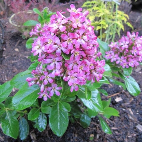 Escallonia 'Pink Elle'
