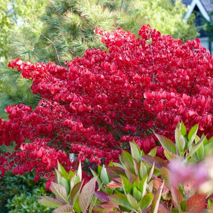 Euonymus alatus 'Blade Runner'