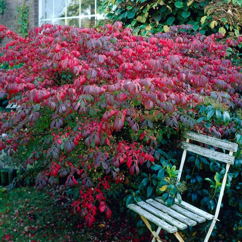 Euonymus alatus 'Blade Runner'