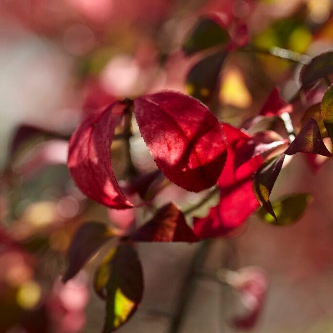 Euonymus alatus 'Blade Runner'