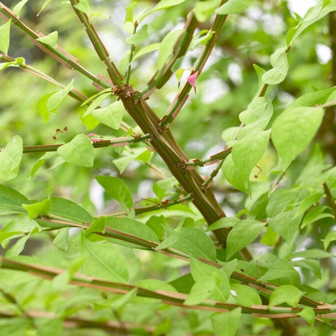 Euonymus alatus 'Blade Runner'