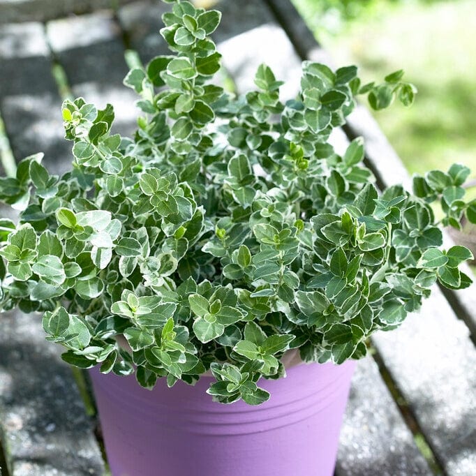 Euonymus 'Emerald Gaiety'