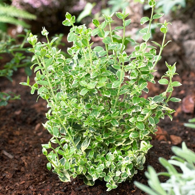 Euonymus 'Emerald Gaiety'