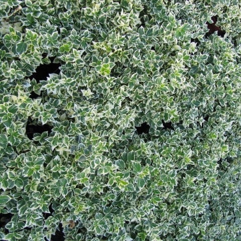 Euonymus 'Emerald Gaiety'