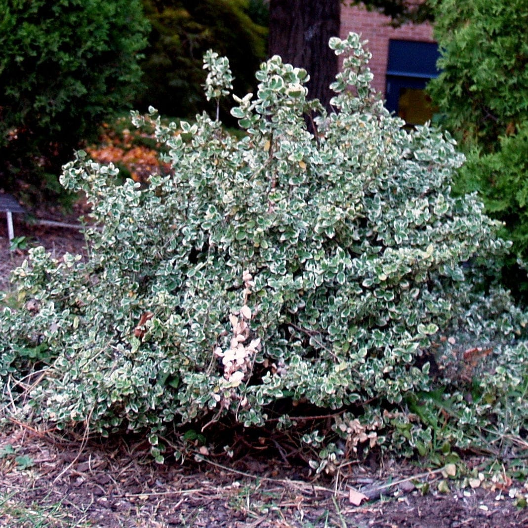 Euonymus 'Emerald Gaiety'