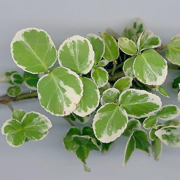 Euonymus 'Emerald Gaiety'