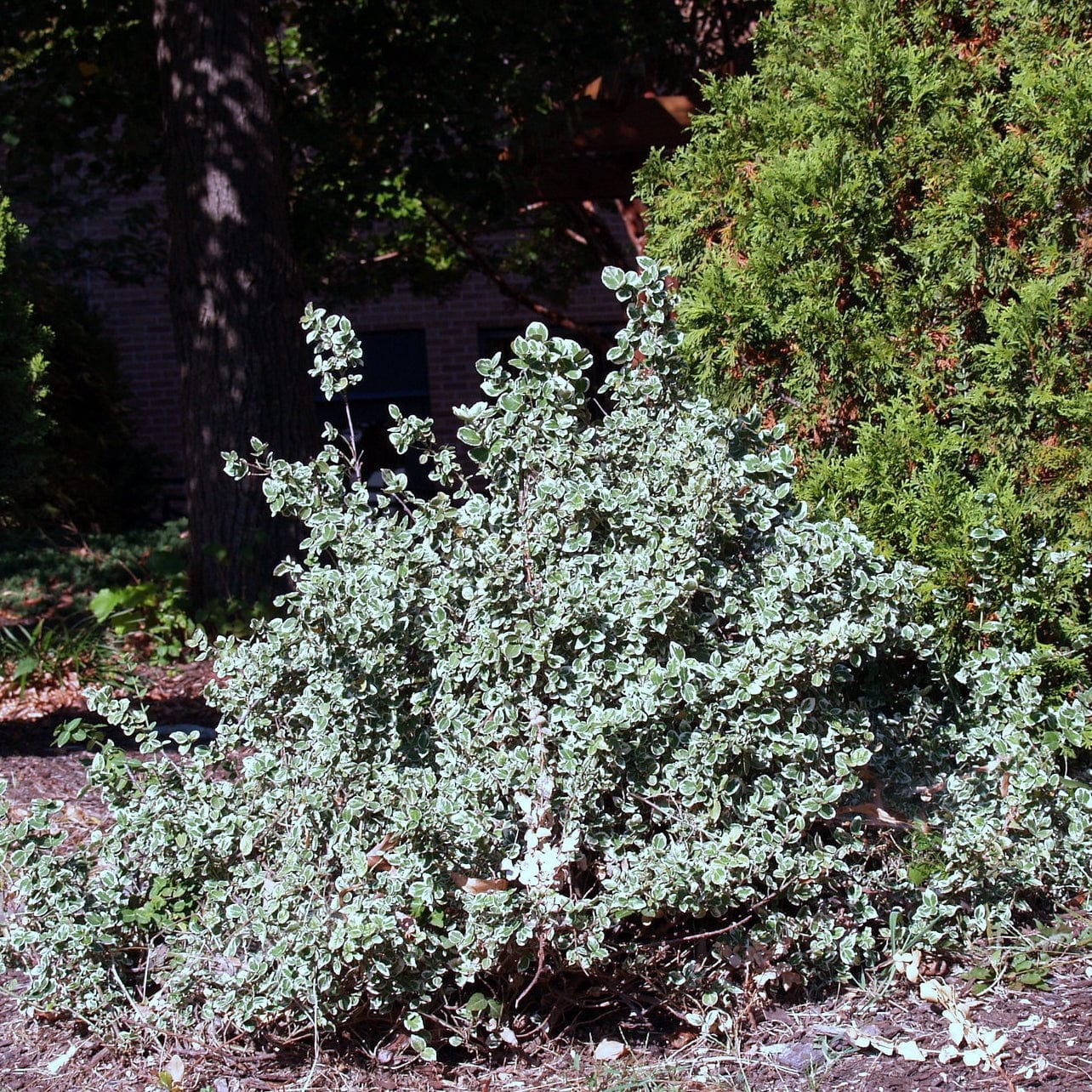 Euonymus 'Emerald Gaiety'