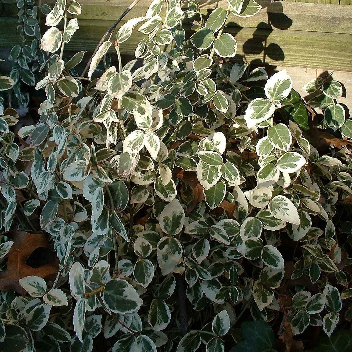 Euonymus 'Emerald Gaiety'