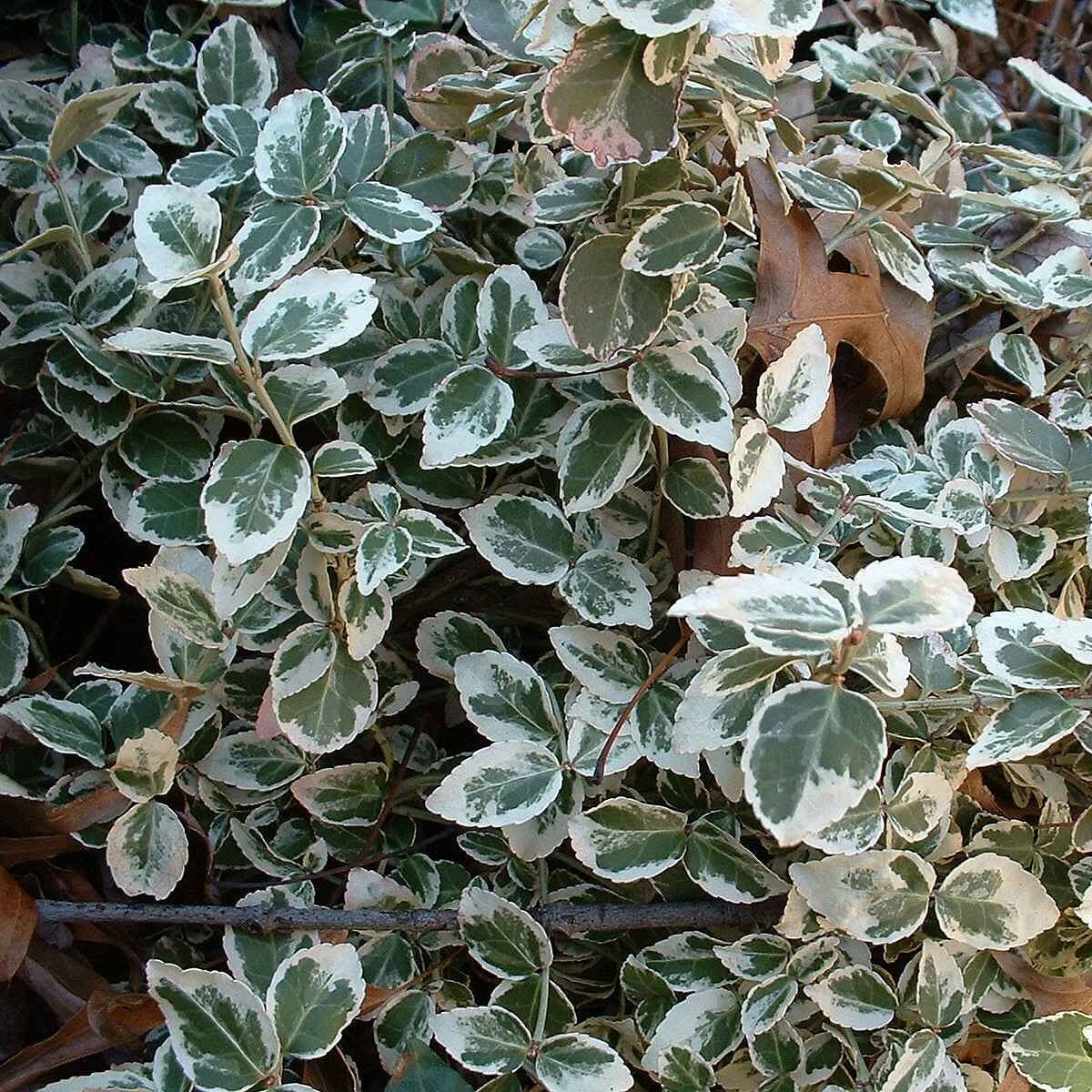 Euonymus 'Emerald Gaiety'