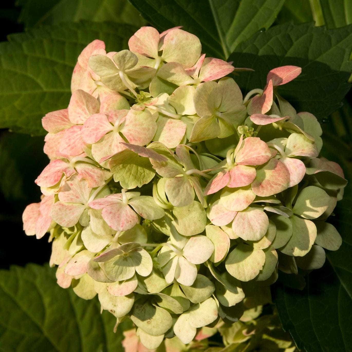 Hydrangea macrophylla 'Madame Emile Mouillere'