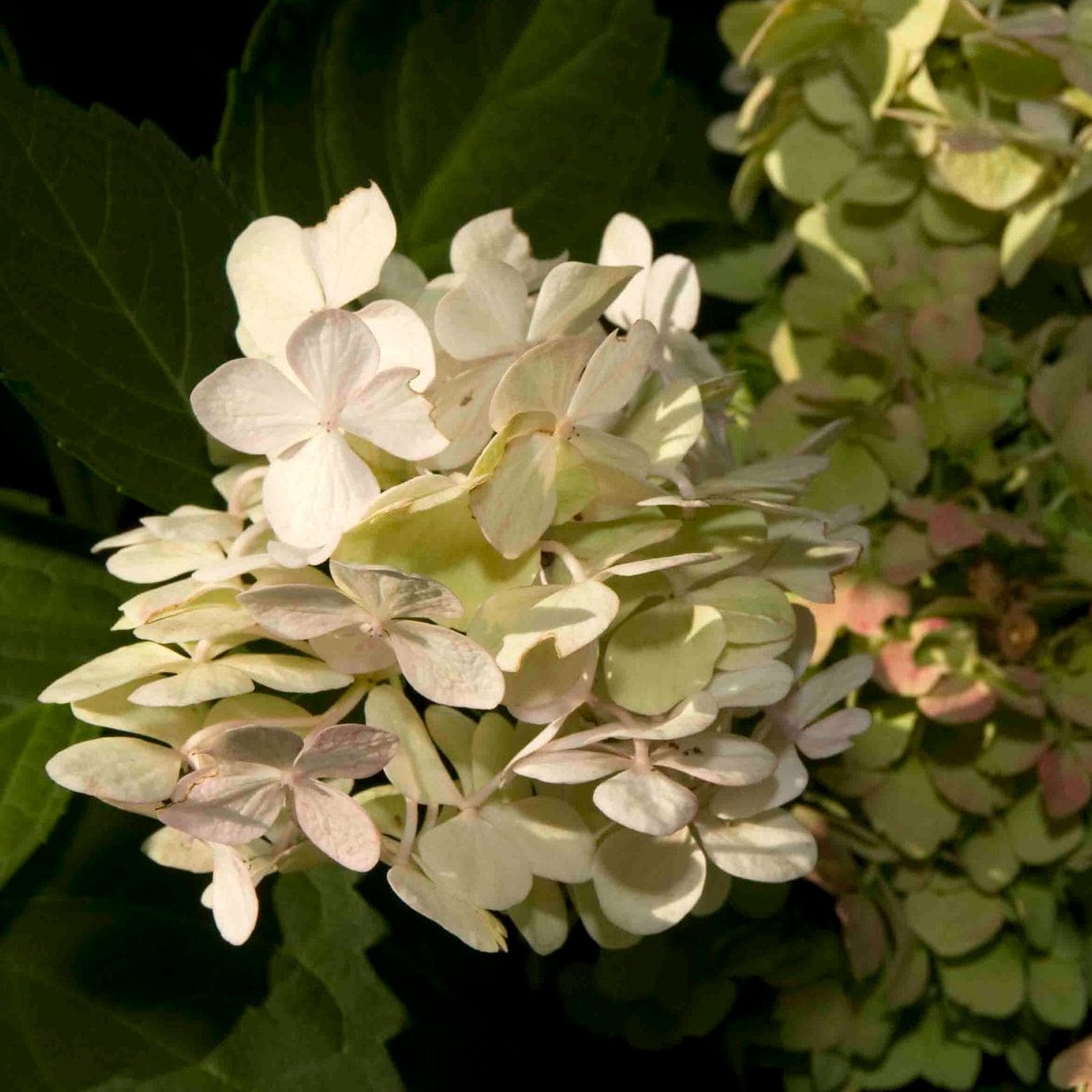 Hydrangea macrophylla 'Madame Emile Mouillere'