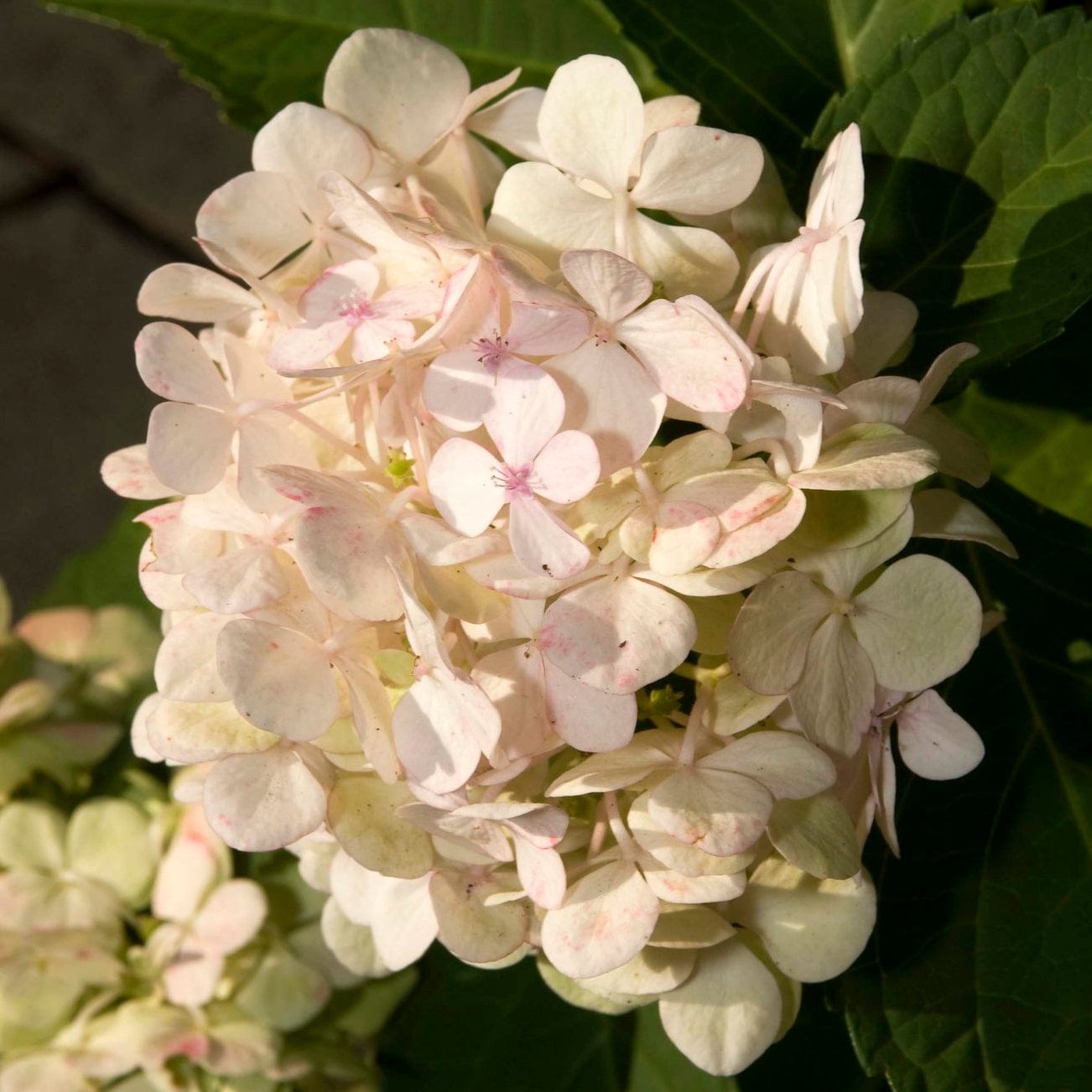 Hydrangea macrophylla 'Madame Emile Mouillere'