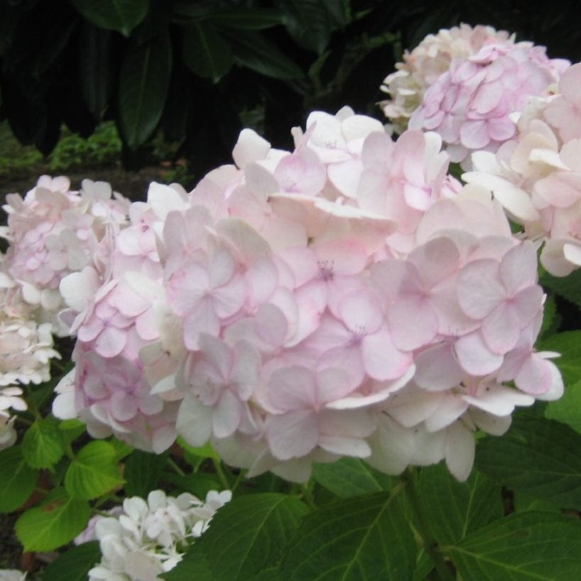 Hydrangea macrophylla 'Madame Emile Mouillere'