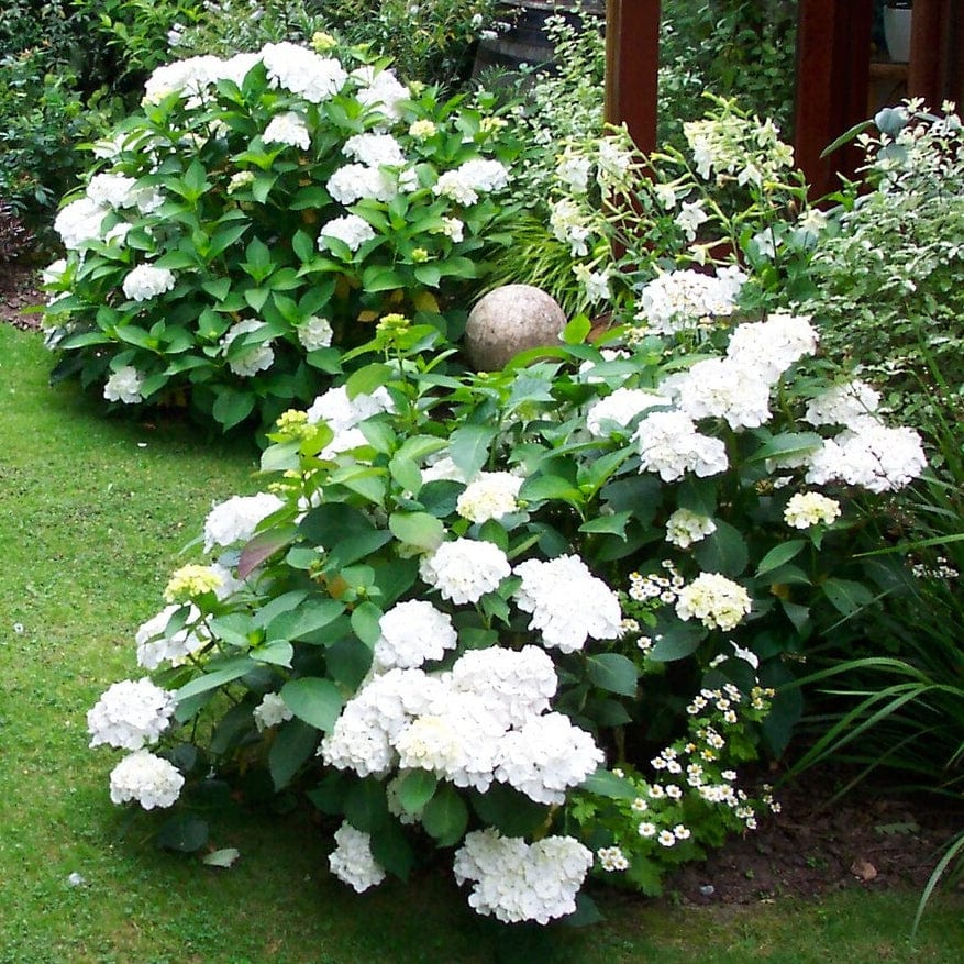 Hydrangea macrophylla 'Madame Emile Mouillere'