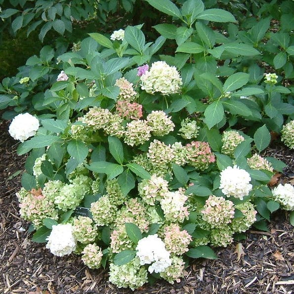 Hydrangea macrophylla 'Madame Emile Mouillere'
