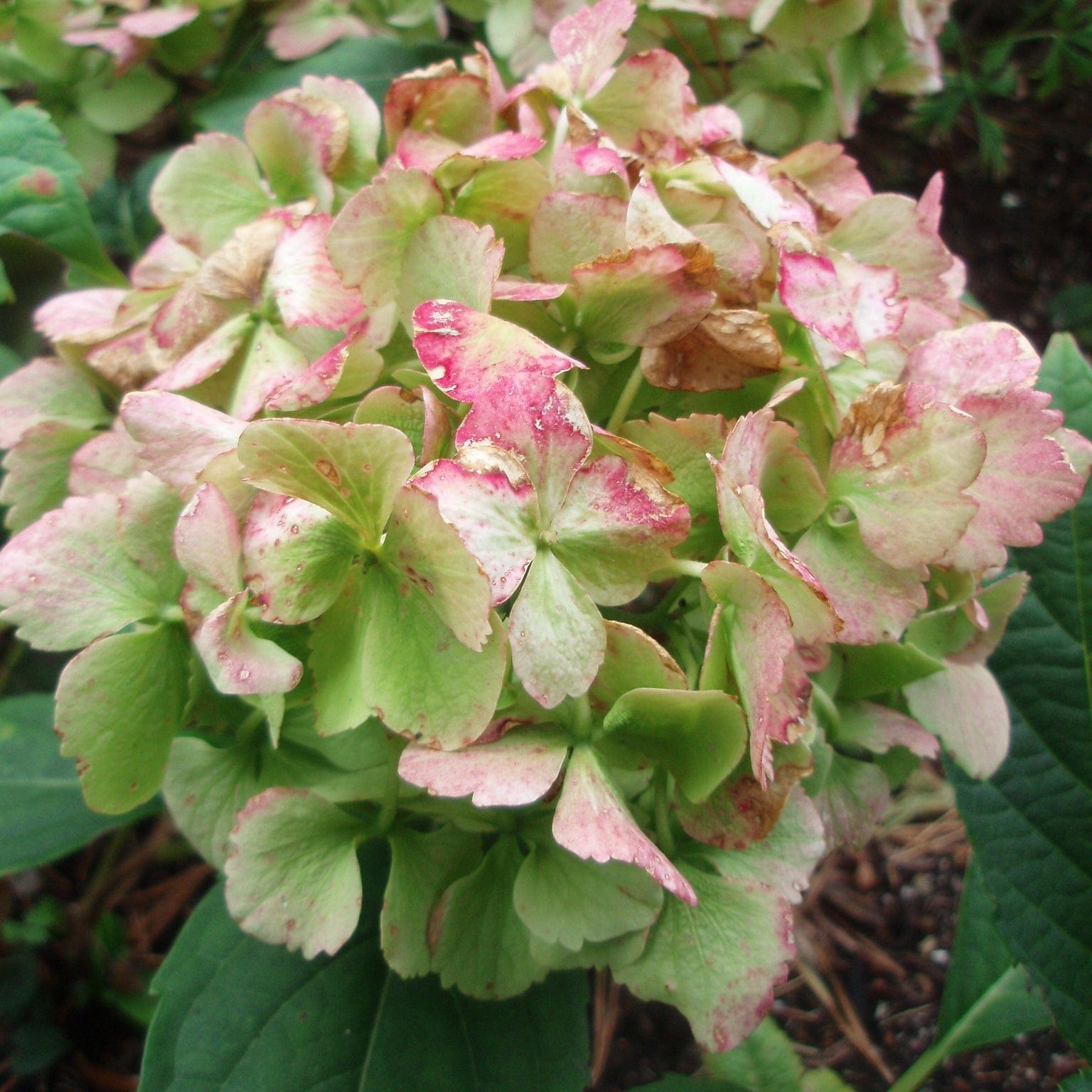 Hydrangea macrophylla 'Madame Emile Mouillere'