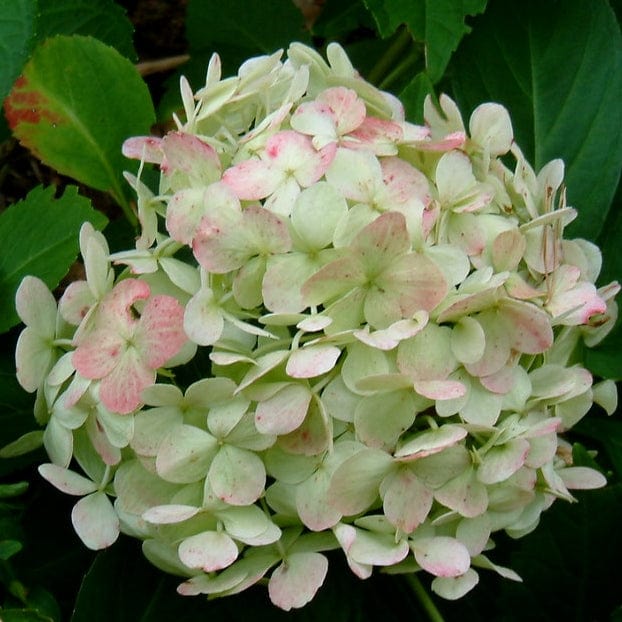 Hydrangea macrophylla 'Madame Emile Mouillere'