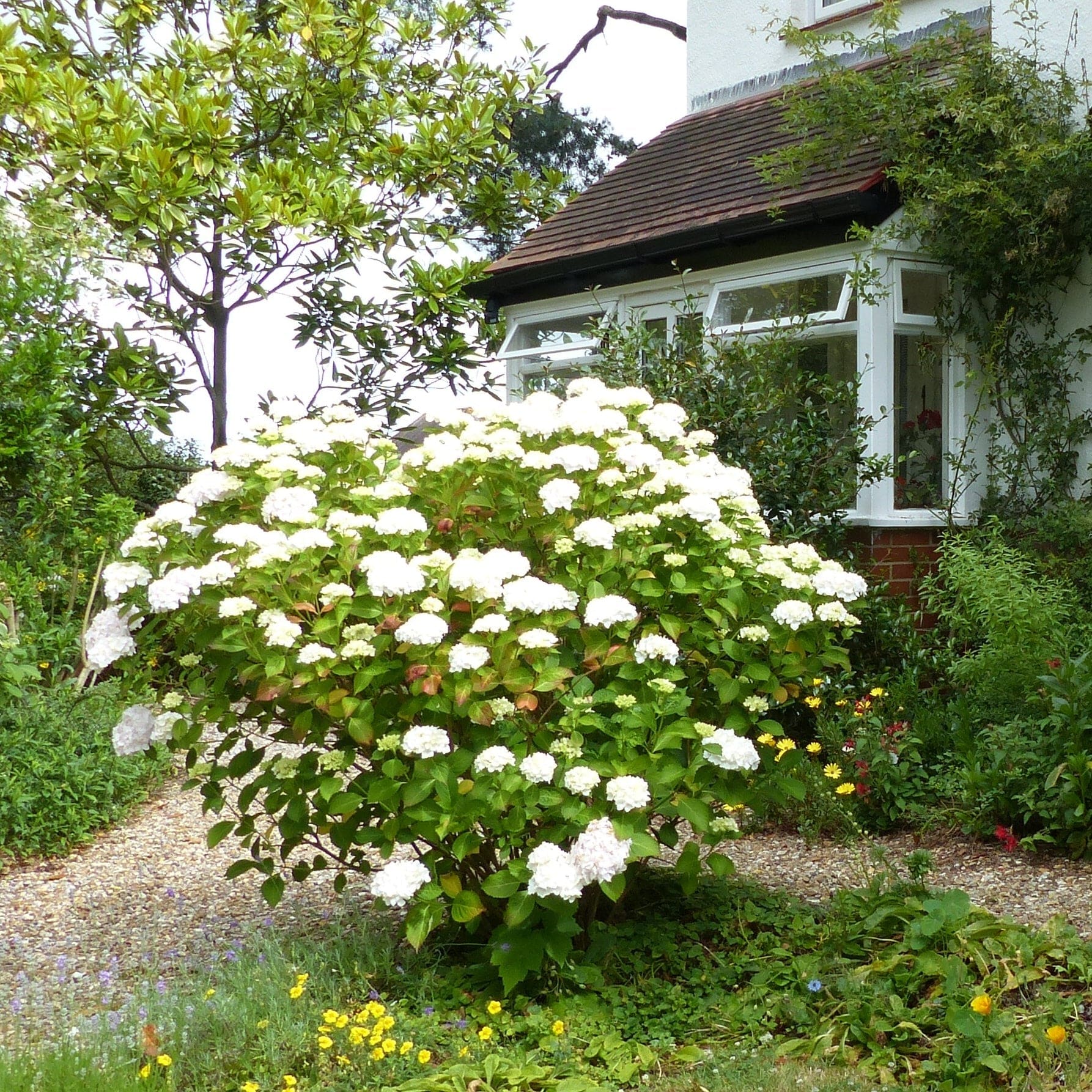 Hydrangea macrophylla 'Madame Emile Mouillere'