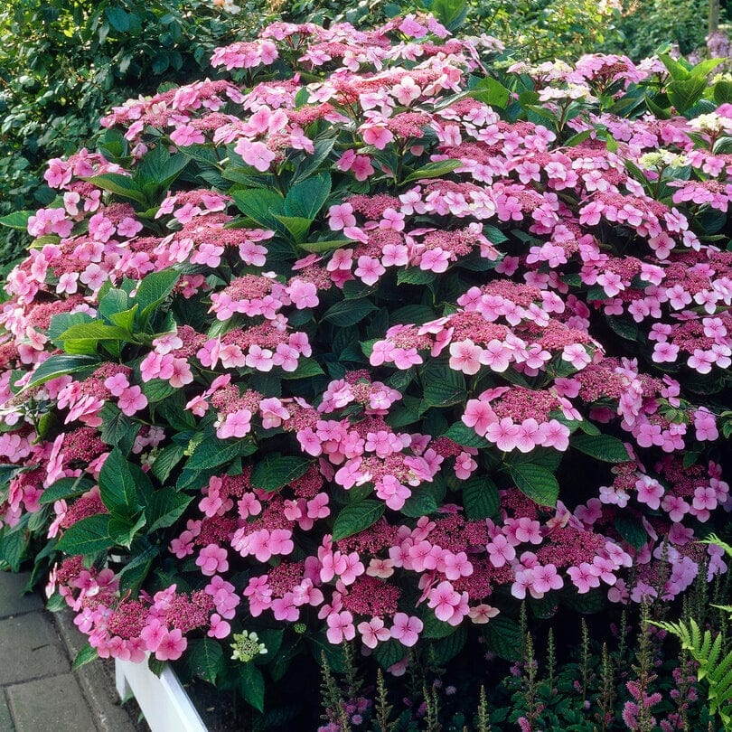 Hydrangea macrophylla 'Mariesii Perfecta'