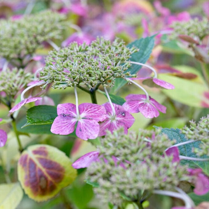 Hydrangea macrophylla 'Mariesii Perfecta'