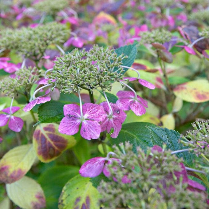 Hydrangea macrophylla 'Mariesii Perfecta'