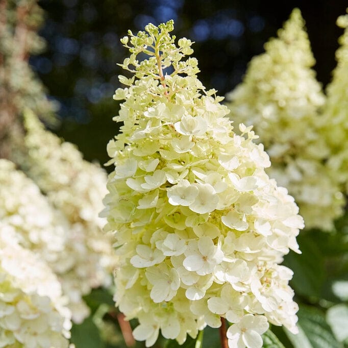 Hydrangea paniculata 'Pinky Winky'