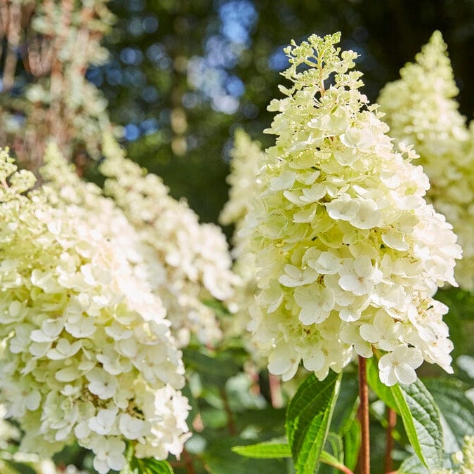 Best Shrubs For Borders