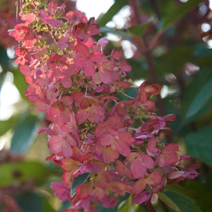 Hydrangea paniculata 'Pinky Winky'