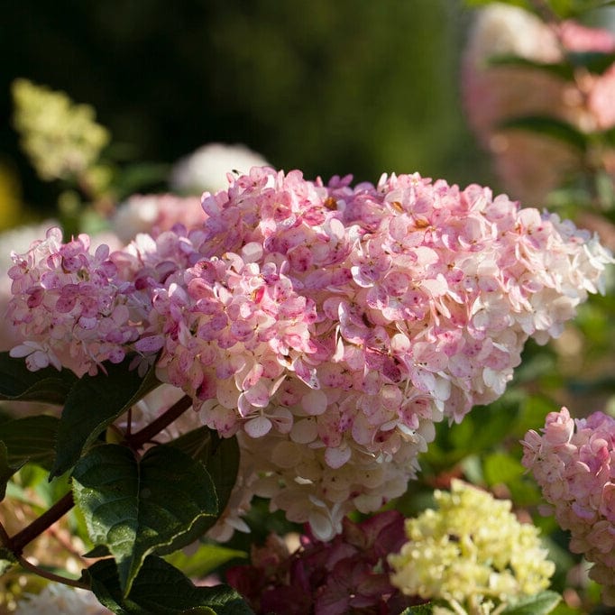Hydrangea paniculata 'Vanille Fraise'