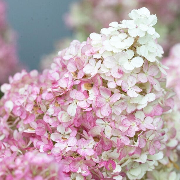 Hydrangea paniculata 'Vanille Fraise'